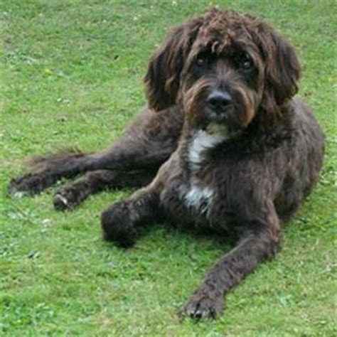 Boxerdoodle Puppies for Sale from Reputable Dog Breeders