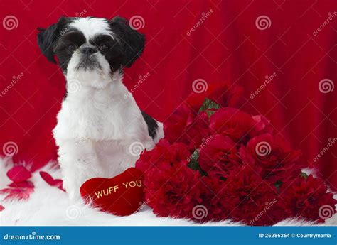 Valentine puppy stock photo. Image of flowers, portrait - 26286364