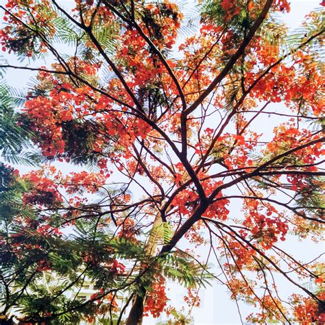 My Gulmohar Tree