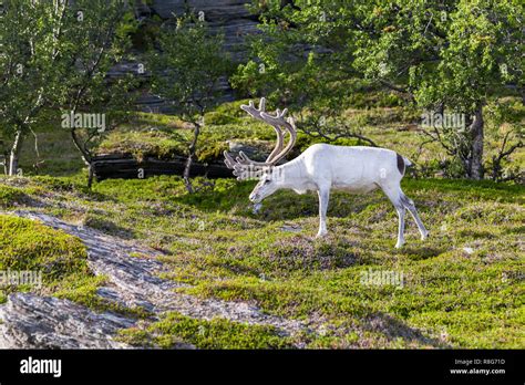 White reindeer of the Sami people along the road in Norway Stock Photo - Alamy