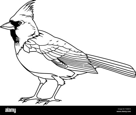 Cardinal Vector Illustration Stock Vector Image & Art - Alamy