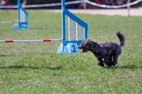 Dog Running Its Course on Dog Agility Sport Competition Stock Image - Image of competition ...