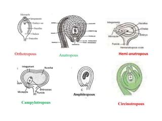 Structure of ovule & types of ovule | PPT