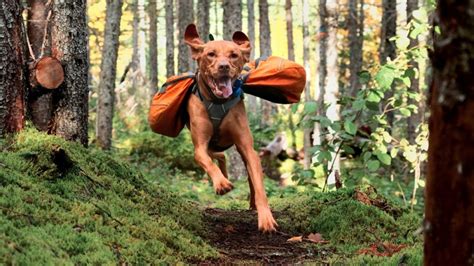 Dog Hiking Gear | Top Essentials for a Great Hike With Your Dog