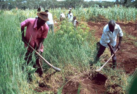 ‎Farmers Working in Field - UWDC - UW-Madison Libraries