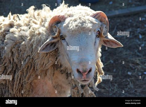 Ram looking. Head of ram closeup. Portrait of farm animal ram Stock ...