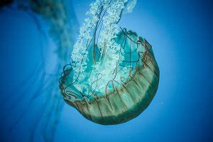 Blood red jellyfish stock photo containing blood and red | High-Quality Nature Stock Photos ...