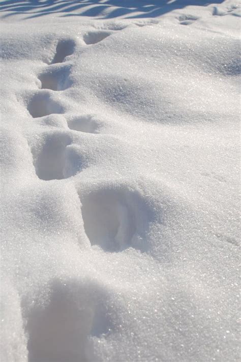 Footprints in snow stock photo. Image of morning, footprintsframe - 12777092