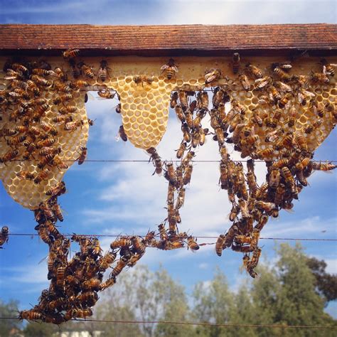 HOW TO: FOUNDATIONLESS BEEKEEPING IN A LANGSTROTH HIVE - Beekeeping Like A Girl