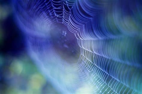 Free download spider web macro photography wallpaper background ...