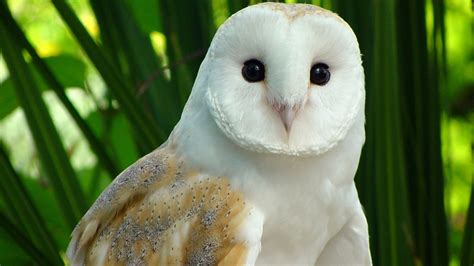 Barn Owl