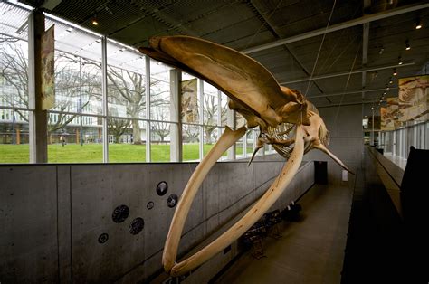 beaty-biodiversity-museum_1 – alecring.ca