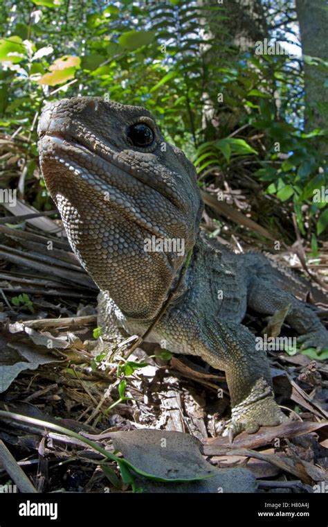 Tuatara (Sphenodon punctatus) is threatened by invasive species and the ...