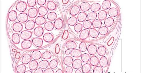 Endomysium, Perimysium and epimysium - definition, histology