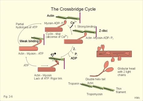 actin myosin muscle contraction cycle - DriverLayer Search Engine