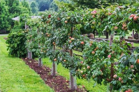 17+ Brilliant Fruit Trees Gardening Ideas Small Backyard #gardendesign #gardeningtips #garde ...