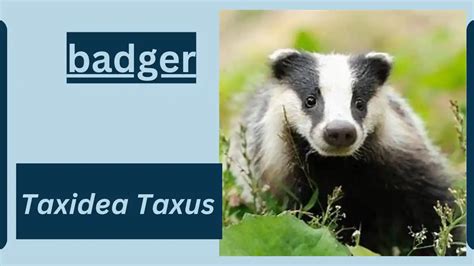 Badger Animal Facts | Taxidea Taxus