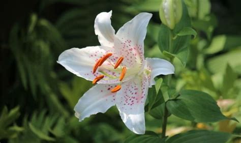 How and when to plant lily bulbs - tips from gardening experts ...