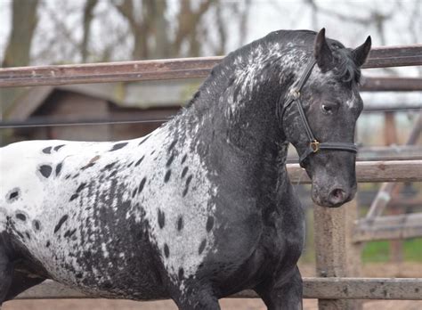 Akhal Teke, Andalusian, Appaloosa, Arabian, Cleveland Bay, Clydesdale ...