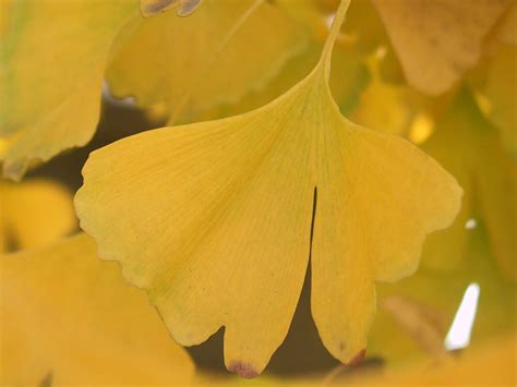 Ginkgo Biloba Fails To Preserve Memory : Shots - Health News : NPR