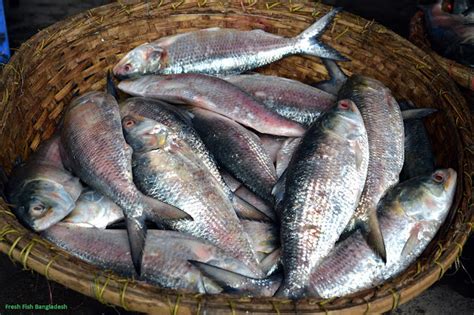 Fresh Fish|Natural & Formalin Free Fish in Bangladesh: Fresh Fish In ...