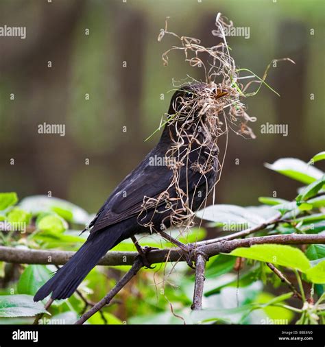 Blackbird turdus merula view nest hi-res stock photography and images ...