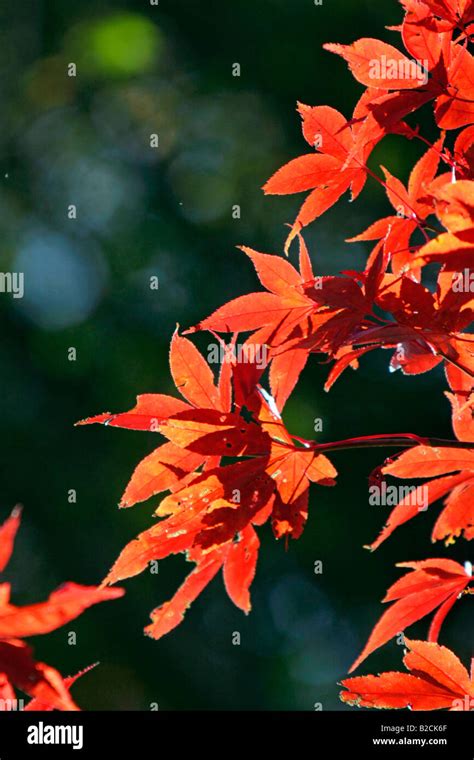 Maple Leaves in Autumn Japan Stock Photo - Alamy