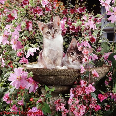 Kittens among flowers photo - WP08204