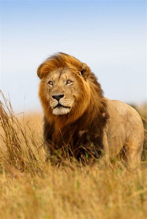 #Lion #Kenya | African wildlife, Animals, Lion pictures