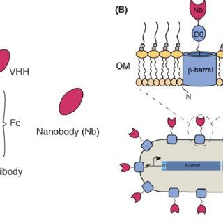 (PDF) Synthetic consortia of nanobody-coupled and formatted bacteria ...