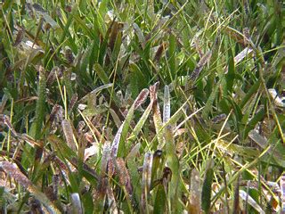 Syringodium filiforme (manatee grass) & Thalassia testudin… | Flickr
