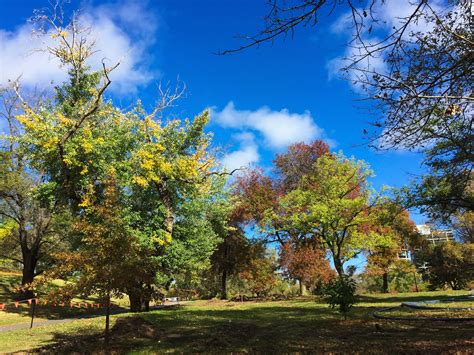 Autumn in Melbourne's Royal Botanic Gardens • The Wanderbug