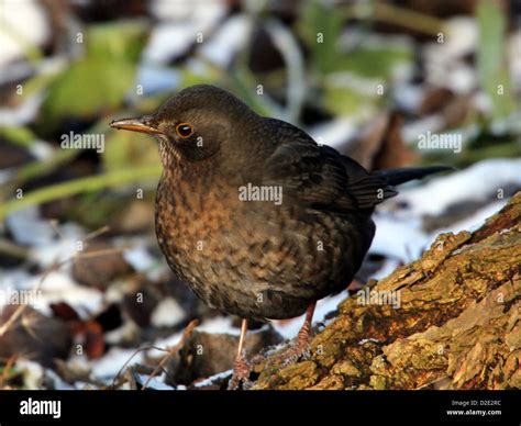 Detailed close-up of a female Eurasian Blackbird (Turdus merula Stock ...