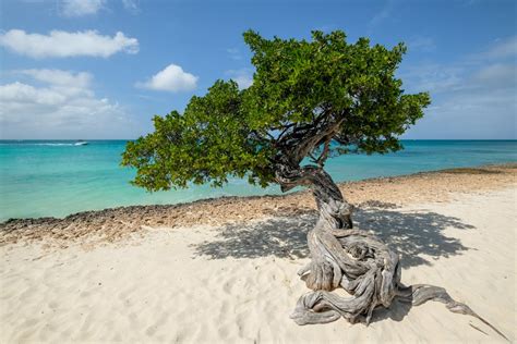 Aruba Beaches Guide: 17 Best Beaches In Aruba