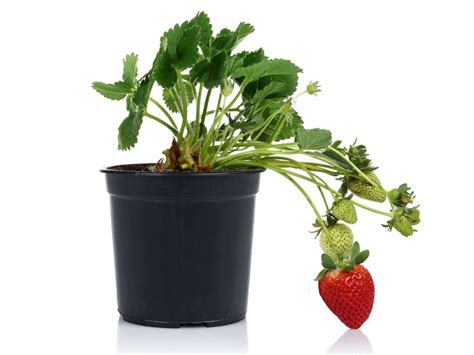 Strawberry Houseplants - Tips For Growing Strawberries Indoors