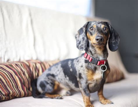 Dapple Dachshund -- Atticus :) (c) Erin Kay Photography | Dapple dachshund, Dachshund, Weiner dog