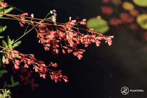 Heuchera: location, pruning & varieties - Plantura