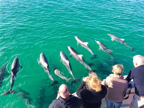 dolphin kangaroo island seal kangaroo island