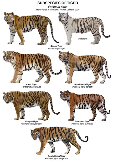 Subspecies of tiger | Infografia de animales, Carteles de animales, Fotos de animales salvajes