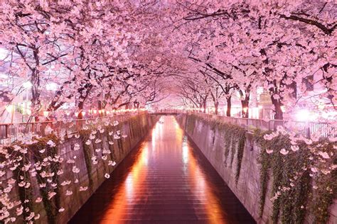 [100+] Japan Cherry Blossom Wallpapers | Wallpapers.com