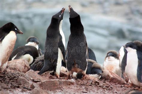 Adelie Penguin in a Breeding Colony on Fish Islands in Antarctica Stock Image - Image of nature ...