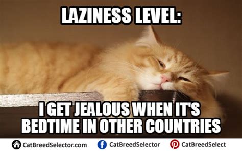 Lazy Cat Memes – Cat Breed Selector