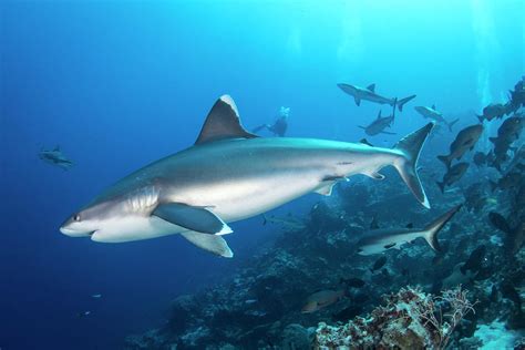 Silvertip Shark Outside The Barrier Photograph by Brandi Mueller - Fine ...