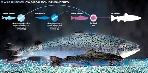 FDA Approves New Animal Drug Application for GMO Salmon — Maritime ...