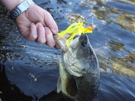 US State-by-State Largemouth Bass Spawning Calendar