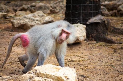 Premium Photo | Baboons in the zoo and they daily routine