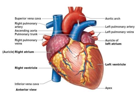 Conus Arteriosus Heart