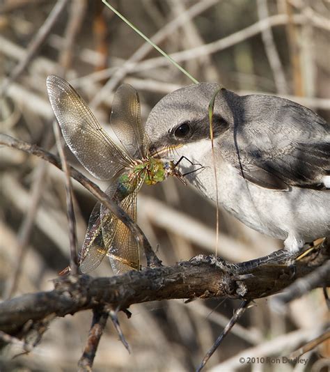 Loggerhead Shrikes Impaling Prey – Feathered Photography