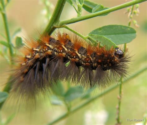 "Salt Marsh Moth Caterpiller" by Ron Russell | Redbubble