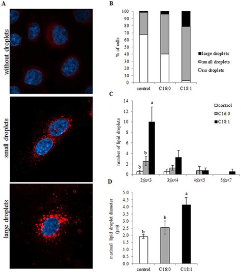 Intracellular lipid droplet size is altered by the presence of various ...